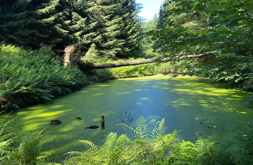 Teich
